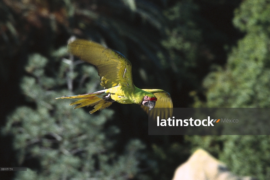 Azul y guacamayo amarillo (Ara ararauna) volando, nativa de América del sur