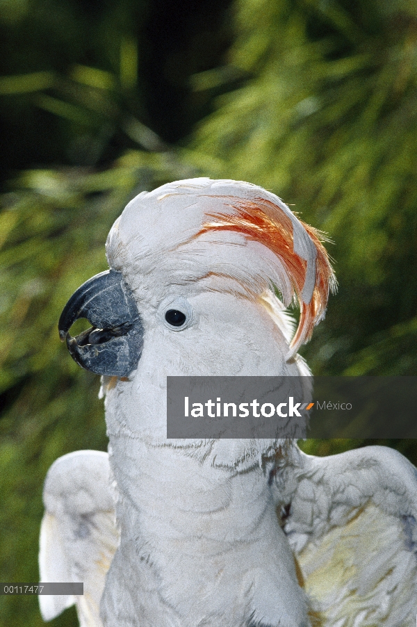 Salmón-Crestado cacatúa (Cacatua moluccensis) retrato, nativo de la isla de Ceram, Indonesia