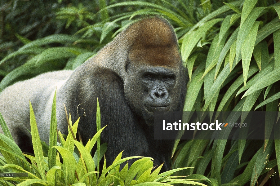 Retrato de varón gorila occidental (Gorilla gorilla gorilla), nativo de África