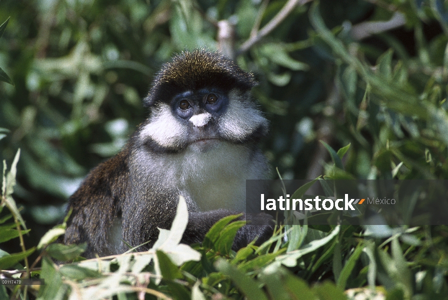 Mono de cola roja (Cercopithecus ascanius), nativo de Congo, Kenia y Uganda