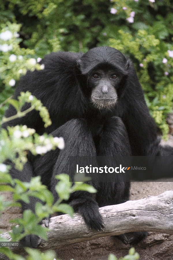 Retrato de siamang (Hylobates Hylobates), nativa de Malasia y Sumatra