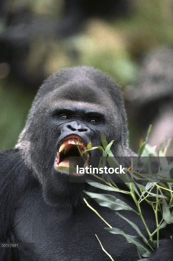 Hombre gorila occidental (Gorilla gorilla gorilla) vocalizando, nativa de Ecuatorial África del oest