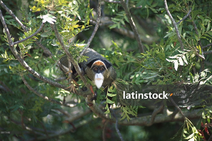 Mono de Brazza (Cercopithecus neglectus) en árbol, nativo de África