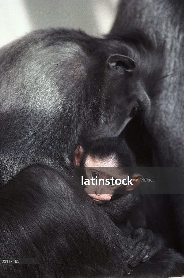 Madre de macaco negro de Célebes (Macaca nigra) con el bebé, nativo de Indonesia