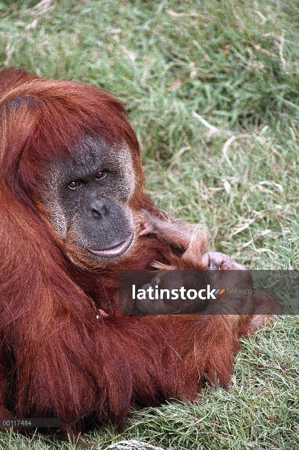 Sumatran Orangutan (Pongo abelii) madre holding bebé, nativo de Sumatra