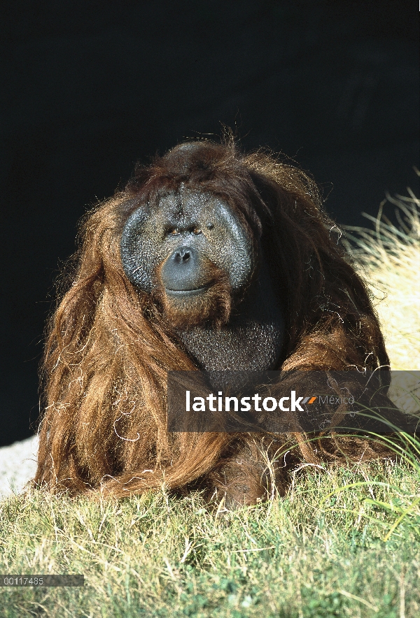 Mostrando macho adulto de orangután (Pongo pygmaeus) pronunciado acolchados, nativos de Borneo