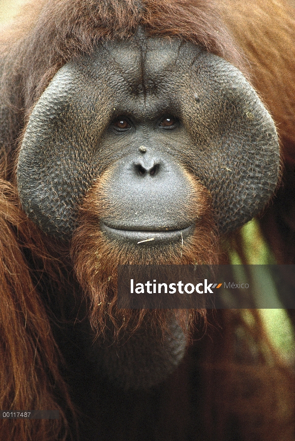 Mostrando macho adulto de orangután (Pongo pygmaeus) pronunciado acolchados, nativos de Borneo