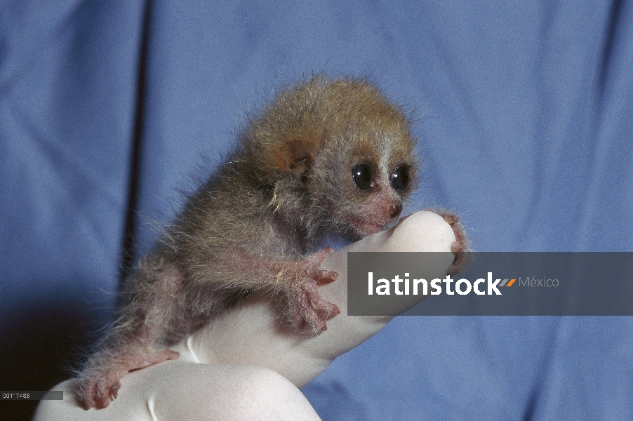 Pigmeo Slow Loris (Nycticebus pygmaeus) bebé aferrándose a dedo del trabajador del zoológico, origin