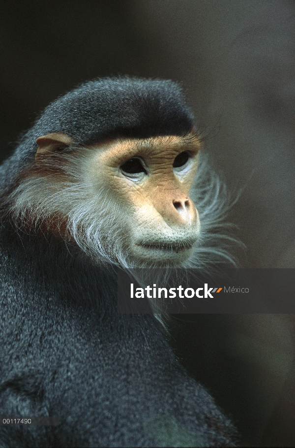 Retrato de douc Langur (Pygathrix nemaeus), nativa de Indochina