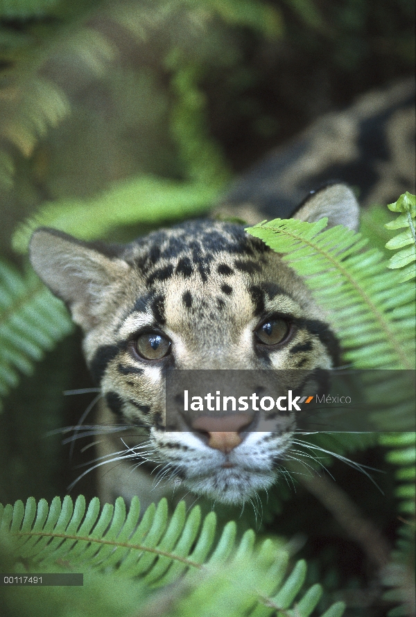 Hembra 6 meses de nublado leopardo (Neofelis nebulosa)