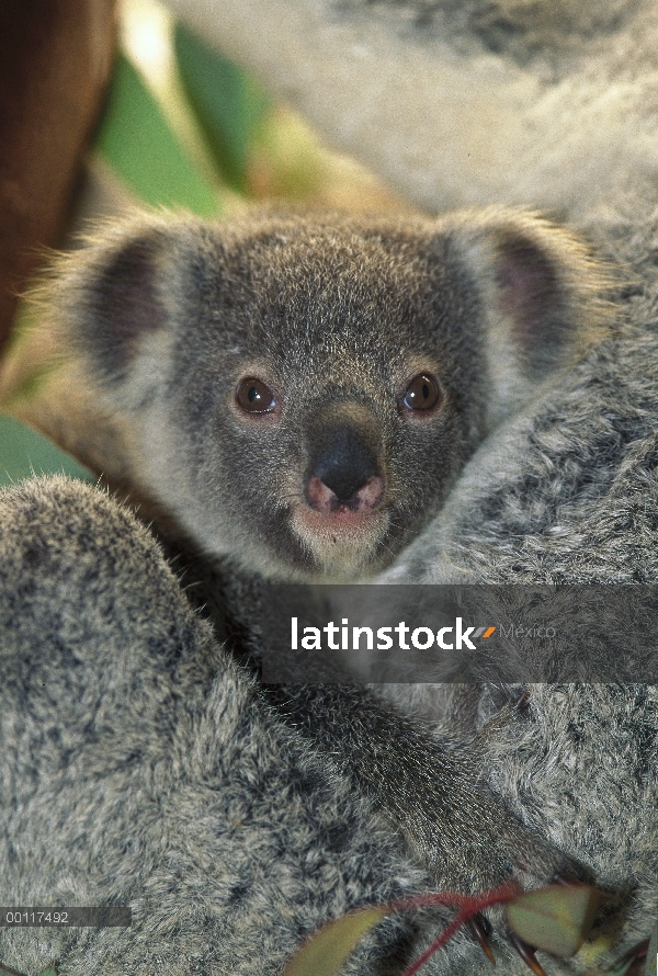 Bebé Koala (cinereus de Phascolarctos) ubicado en la piel de la madre, nativo a Australia