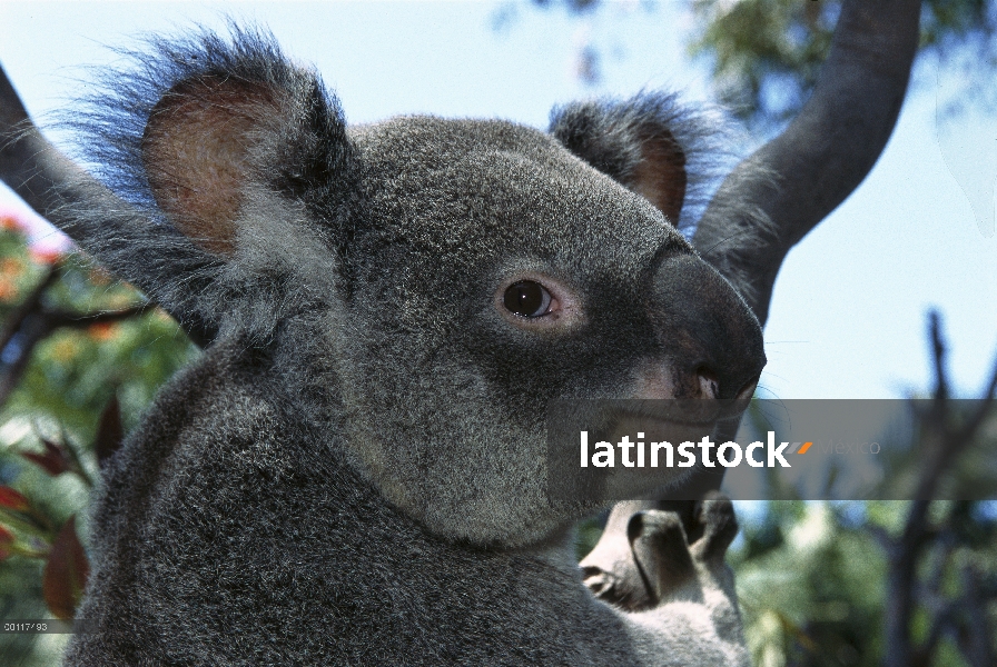 Retrato de Queensland Koala (cinereus cinereus adustus), nativo a Australia