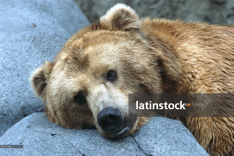 Oso Grizzly (Ursus arctos horribilis) descansando sobre las rocas, nativas de Alaska