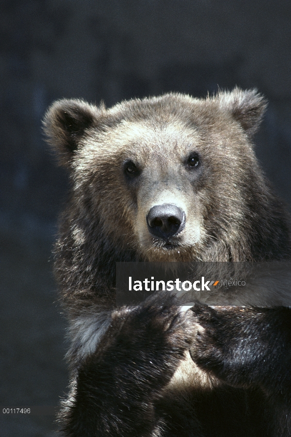 Oso Grizzly (Ursus arctos horribilis) descansando sobre las rocas, nativas de Alaska