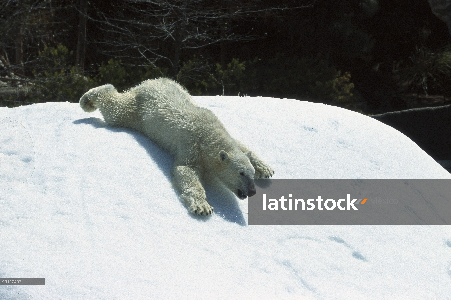 Oso polar (Ursus maritimus) deslizarse en Banco de nieve, nativa de Canadá