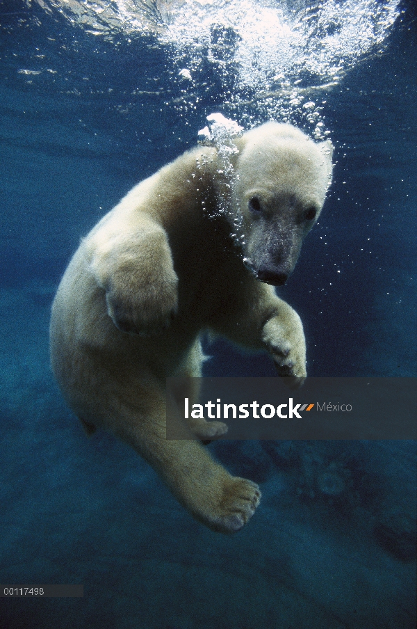 Cachorro de oso polar (Ursus maritimus) bajo el agua, nativa de las regiones árticas