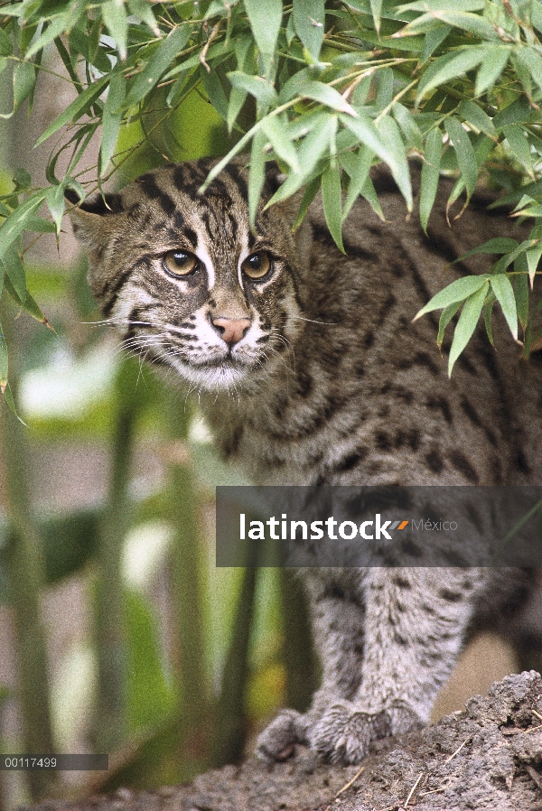 Retrato de pesca gato (Prionailurus viverrinus), nativo a Asia Sur-Oriental