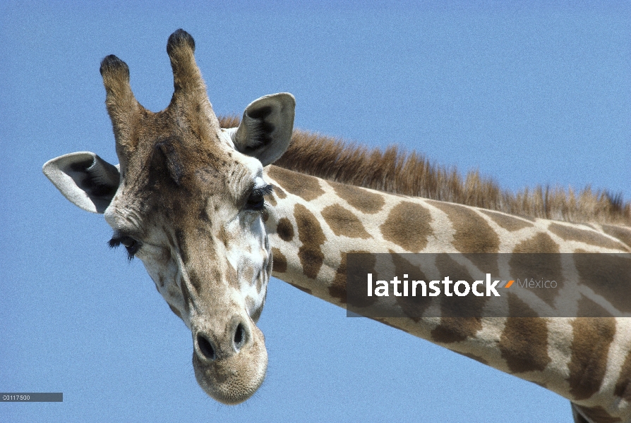 Reticulado retratos jirafa (Giraffa reticulata), nativo de África