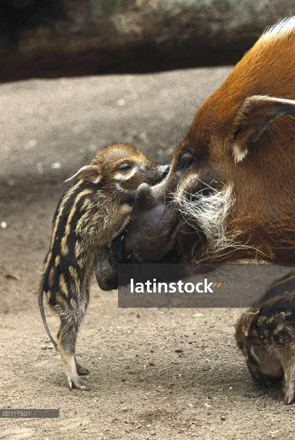 Cerdo rojo de río (Potamochoerus porcus) bebé y la madre interactuando, un cerdo bush altamente soci