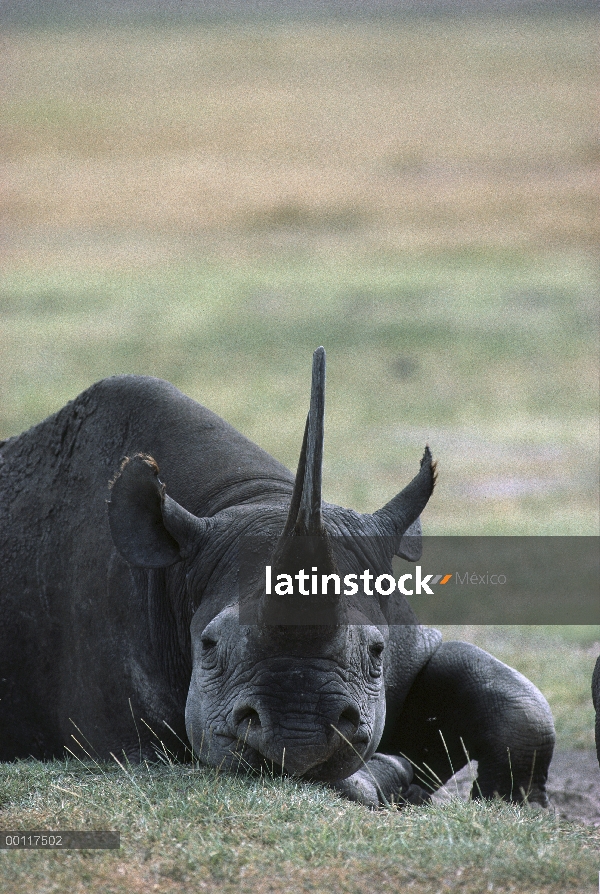 Retrato de rinoceronte negro (Diceros bicornis), nativo de África