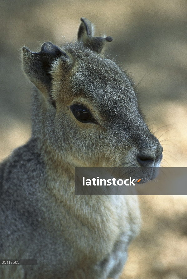 Retrato de Mara (Dolichotis patagonum) patagónico, nativa de la región patagónica de la Argentina