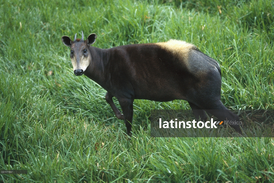 Con respaldo de amarillo Duiker (Cephalophus silvicultor) retrato, nativa de África occidental