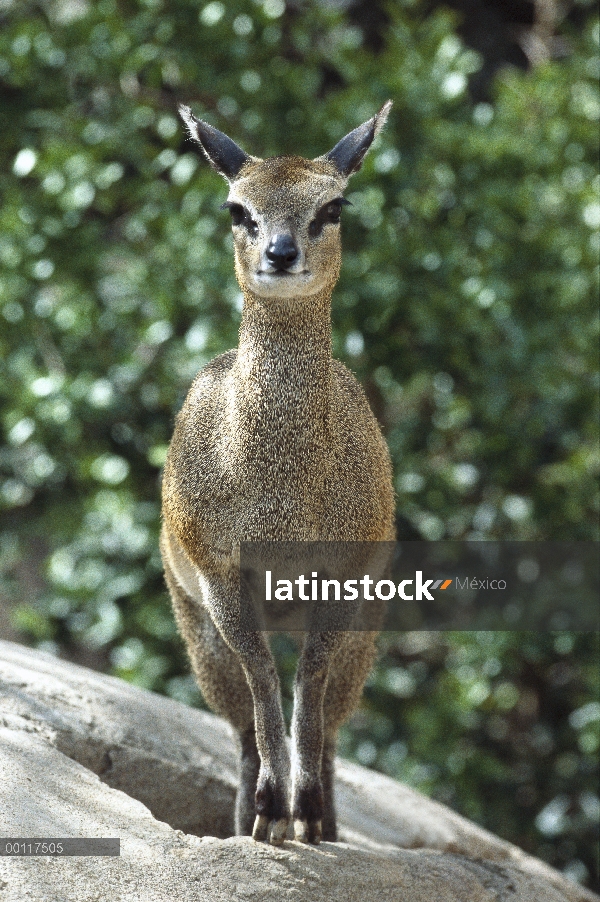 Retrato de Klipspringer (Oreotragus oreotragus), nativo a Zimbabwe