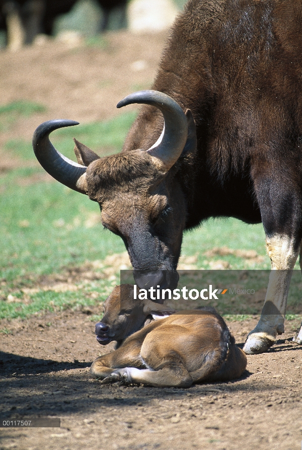 Indio Gaur (Bos frontalis) madre y el bebé, originario de Asia meridional