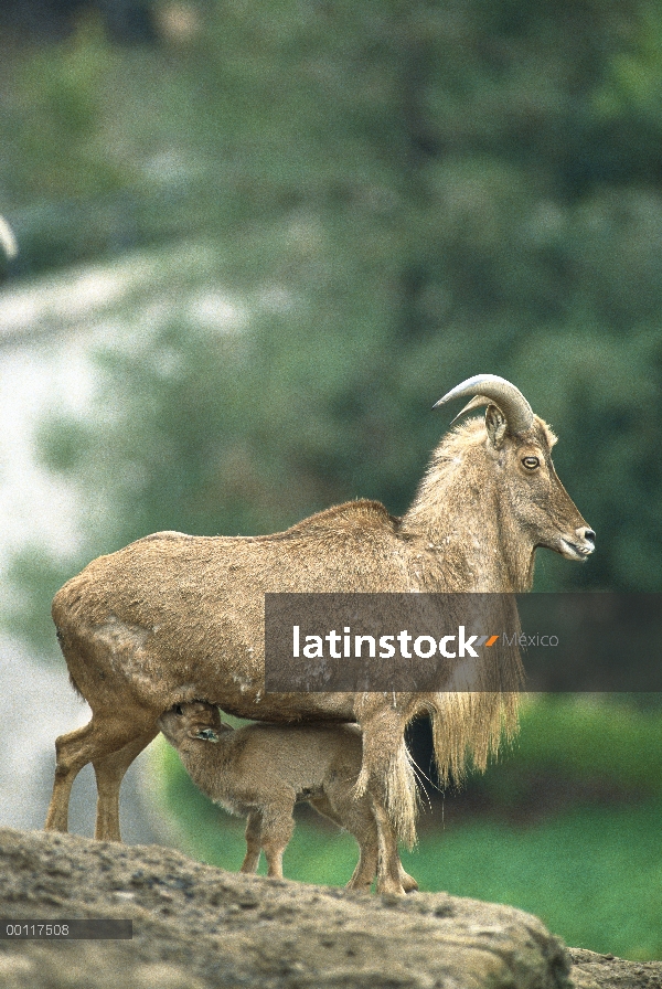 Arruí (Ammotragus lervia) madre con niño enfermería, nativa de África del norte