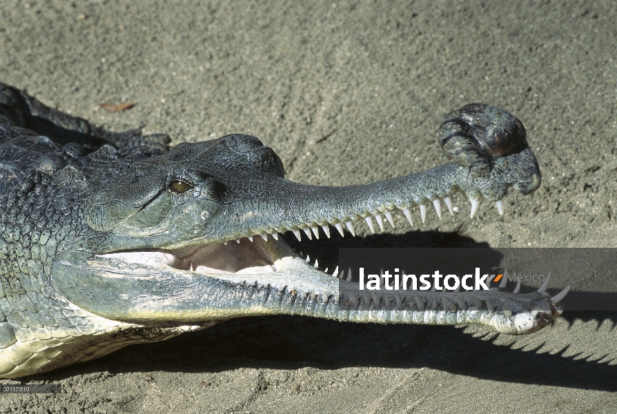 Apéndice nasal prominente del muestra del retrato masculino adulto de Gavial (Gavialis gangeticus) c