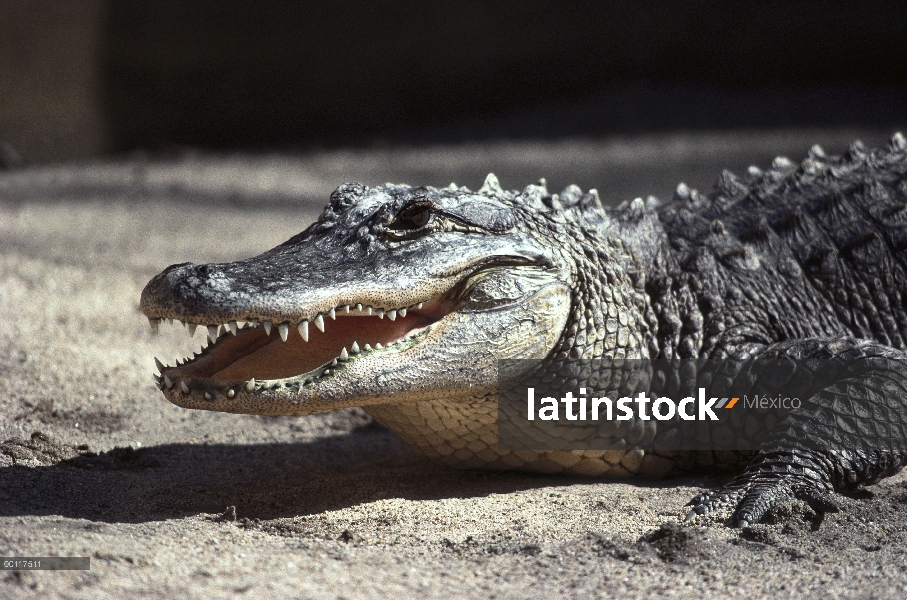 Retrato del Aligátor Americano (Alligator mississippiensis), nativa de América del norte