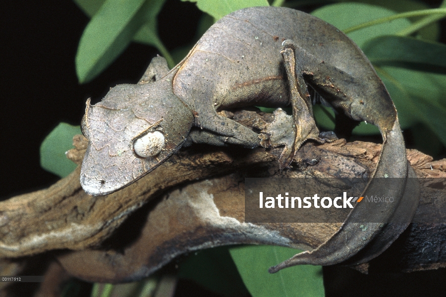 Fantástico retrato de Gecko cola de hoja (Uroplatus fantástico), nativo al norte de Madagascar