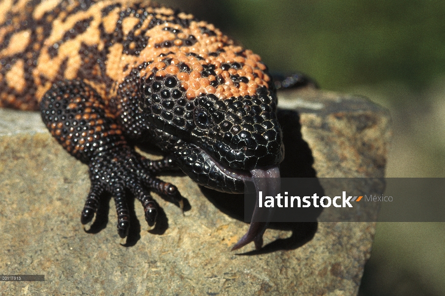 Monstruo de Gila (Heloderma suspectum) detección con lengua, las especies nativas al sudoeste de Est