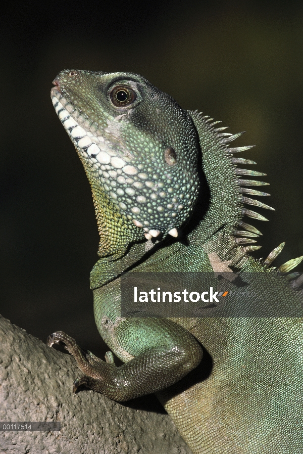 Retrato del dragón (lesueuri cocincinus), originaria de China y el sudeste asiático del agua