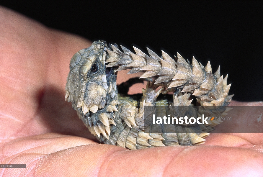 Lagarto ARMADILLO (Cordylus cataphractus) acurrucado en típica postura defensiva, nativo de Namibia 