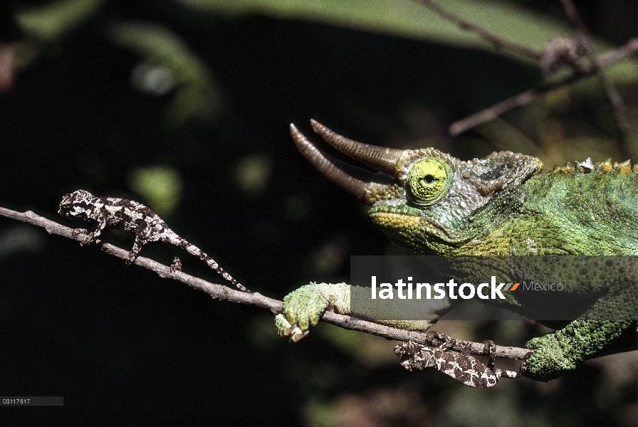 Adulto de camaleón (Chamaeleo jacksonii) de Jackson con dos bebés en rama, nativa de África del este