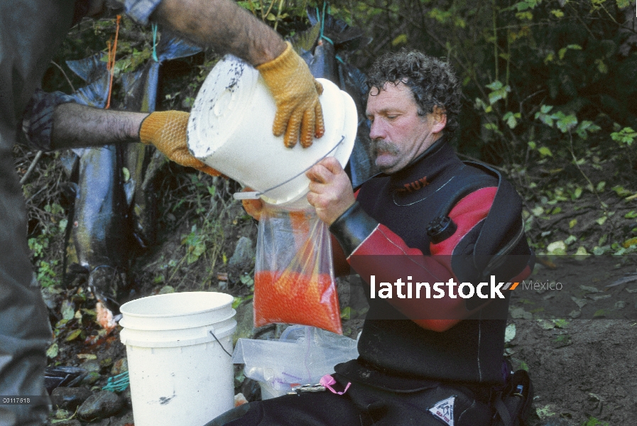 Huevos de salmón (Oncorhynchus sp) siendo recopilados por Doug Palfrey a fertilizar y convertirse en