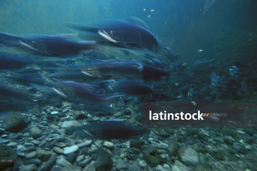 Salmón (Oncorhynchus sp) escuela bajo el agua, sonido de Clayoquot, isla de Vancouver, Columbia Brit