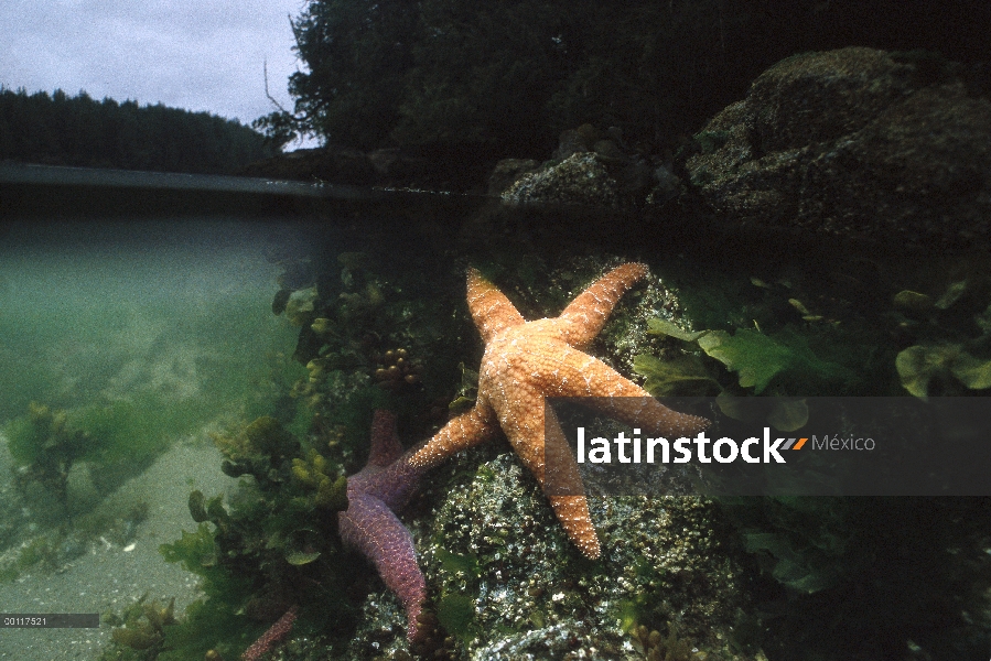 Estrella de mar (Pisaster sp) en las rocas, por encima del agua, sonido de Clayoquot, isla de Vancou