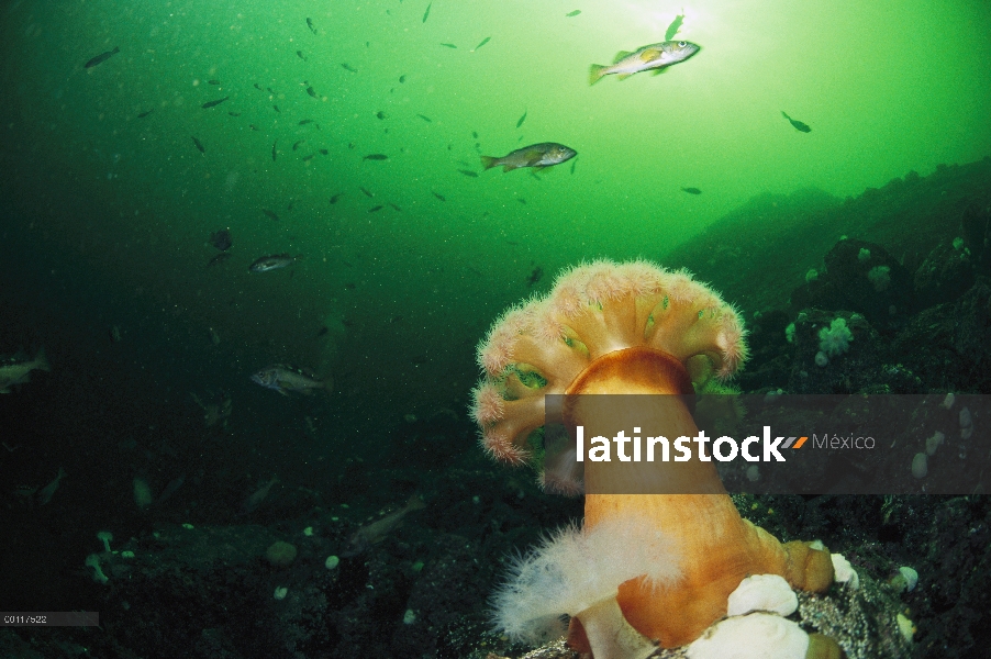 Anémona habitan en el tubo (Cerianthus sp) en escena bajo el agua, sonido de Clayoquot, isla de Vanc