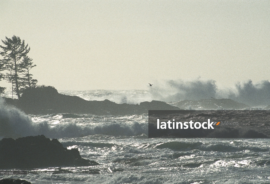 Extremo sur de playa larga y tormentosa surf, sonido de Clayoquot, isla de Vancouver, Columbia Britá