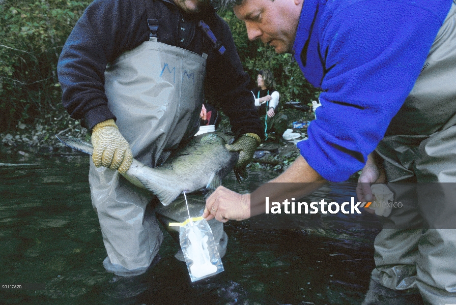 Salmón (Oncorhynchus sp) recogida de esperma para la fertilización de los huevos en el criadero de T