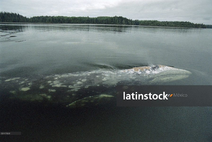 Gray Whale (Eschrichtius robustus) superficie para respirar, sonido de Clayoquot, isla de Vancouver,