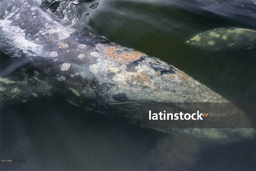 Ballena gris (Eschrichtius robustus) filtro de alimentación, sonido de Clayoquot, isla de Vancouver,