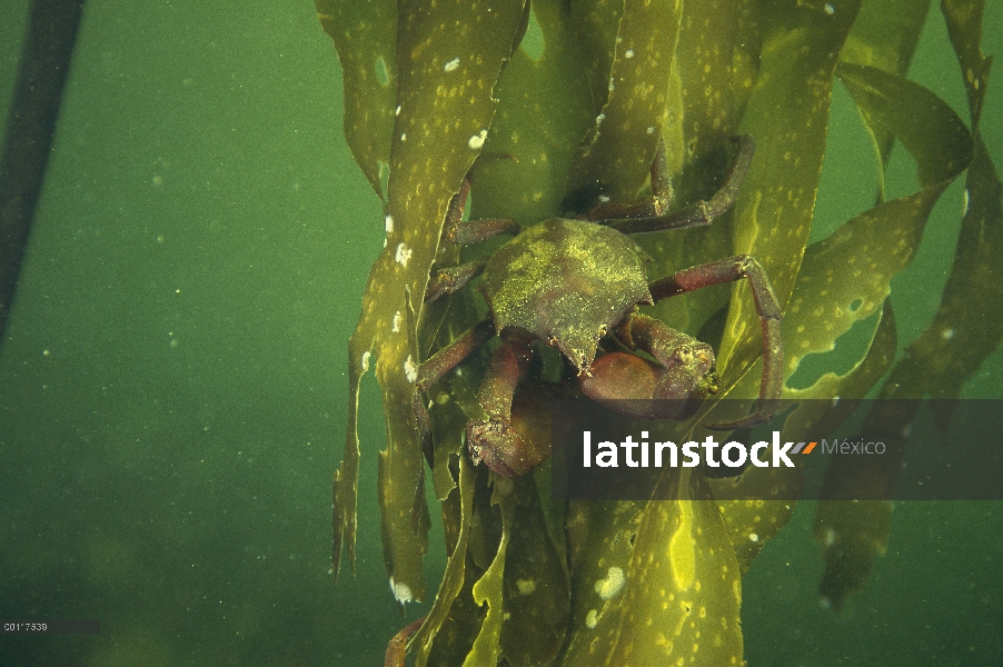 Quelpo cangrejos (Pugettia producta) de Kelp (Macrocystis pyrifera) bajo el agua, sonido de Clayoquo