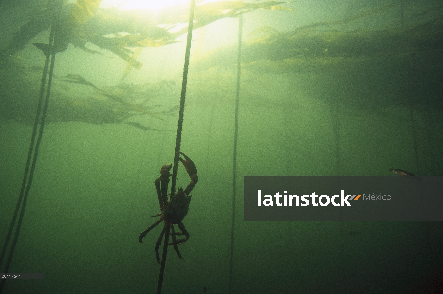 Quelpo cangrejos (Pugettia producta) de Kelp (Macrocystis pyrifera) bajo el agua, sonido de Clayoquo