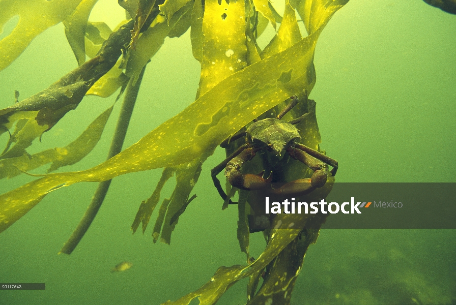 Quelpo cangrejos (Pugettia producta) de Kelp (Macrocystis pyrifera) bajo el agua, sonido de Clayoquo