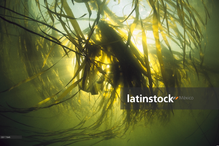 Toro el quelpo (Nereocystis luetkeana) bajo el agua, sonido de Clayoquot, isla de Vancouver, Columbi