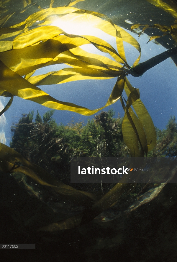 Toro el quelpo (Nereocystis luetkeana) submarino con selva perennifolia en fondo, sonido de Clayoquo