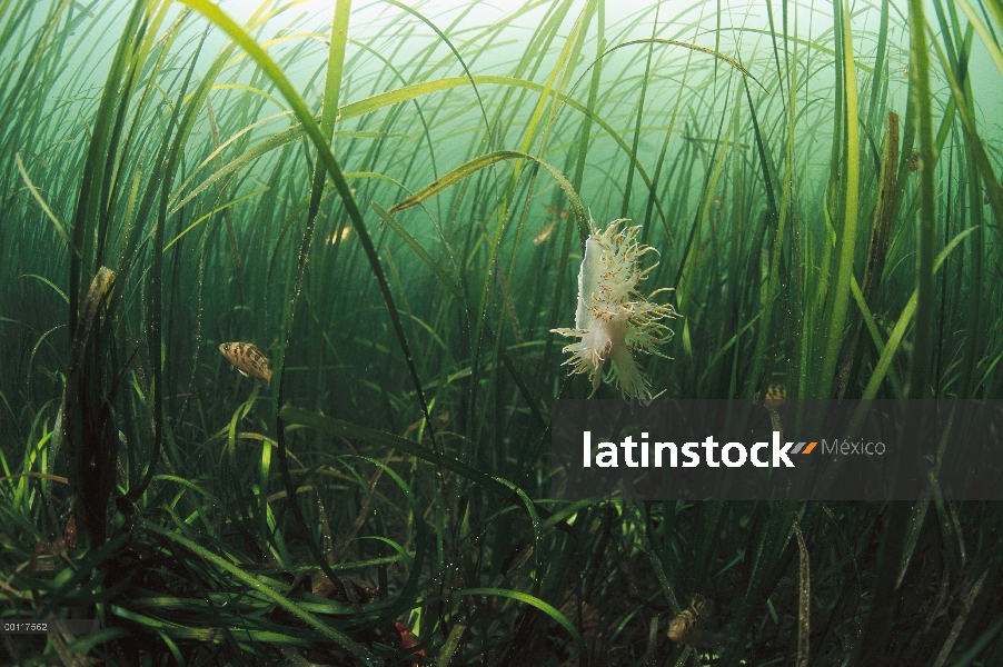 Nudibranquio en pasto, agua, sonido de Clayoquot, isla de Vancouver, Columbia Británica, Canadá